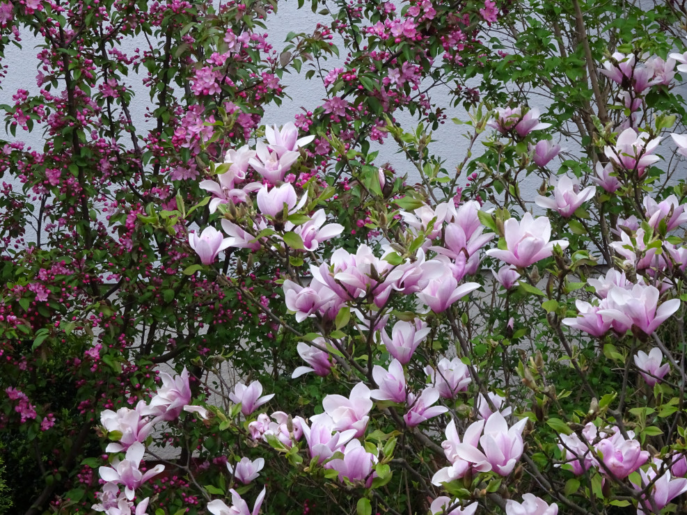 Moja magnolia w towarzystwie jabłoni ozdobnej na działce sąsiadów.