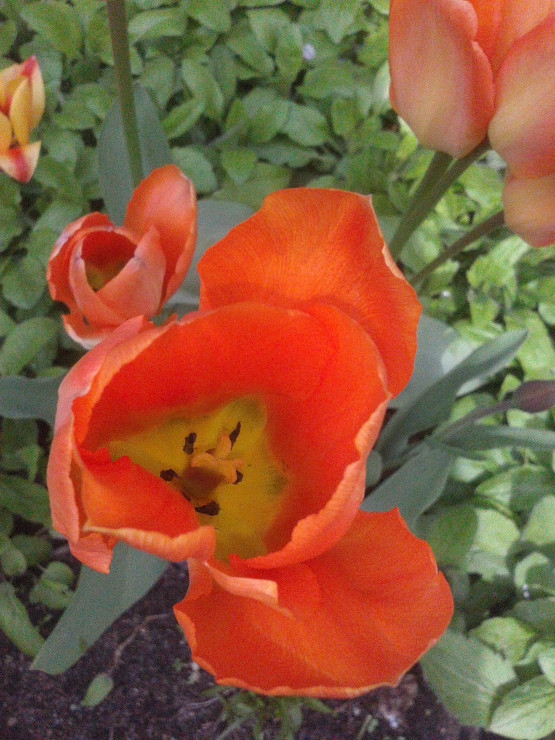 tulipan
