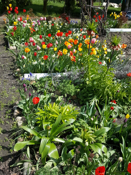 TULIPANY