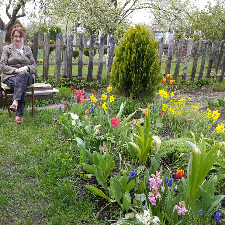 TULIPANY