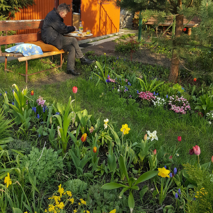TULIPANY