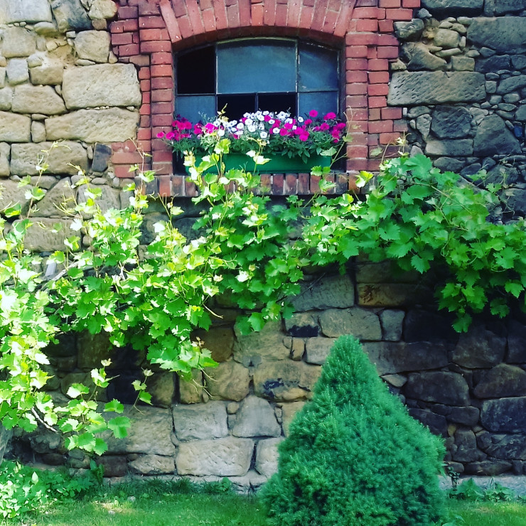 Winogronowy czar