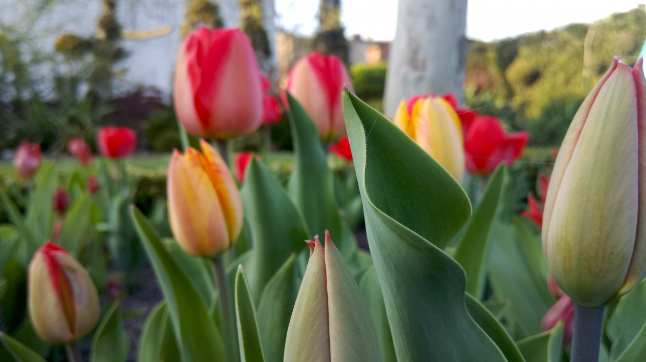 Wiosenne tulipany.