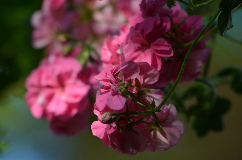 i jeszcze jedna z moich pelargonii