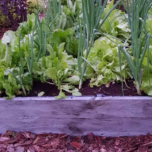 Jak w każdym szanującym się ogródku są i warzywa  