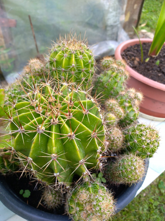 Kaktusy.
