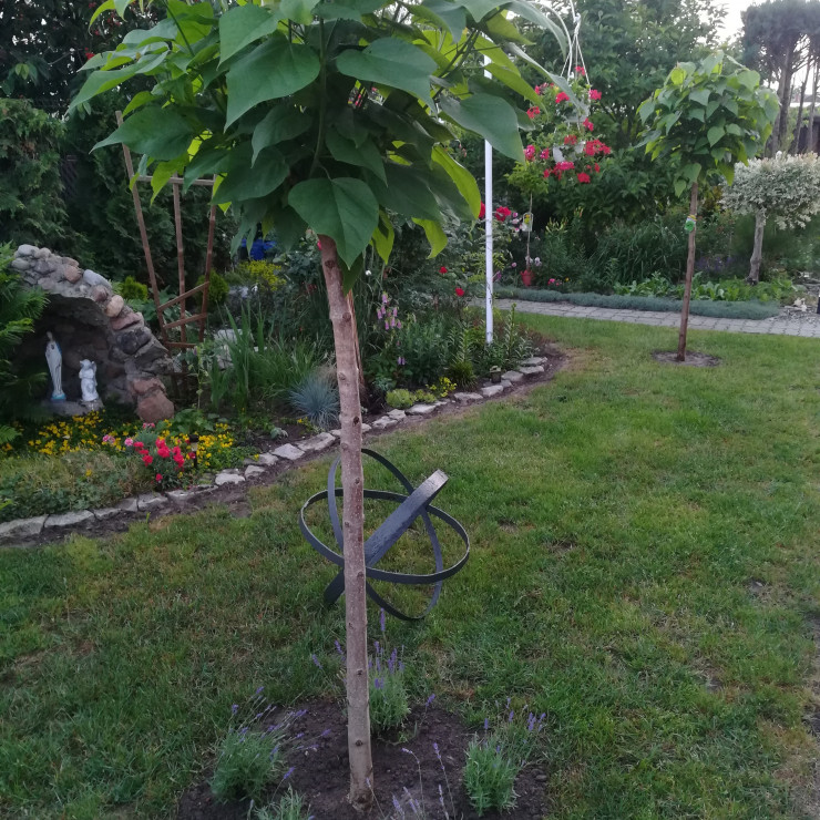 Katalpa - prezent ślubny towarzyszy jej lawenda i kula. Pomysł mój, a wykonanie mojego ojca. Okręgi pochodzą ze starych drewnianych beczek. 