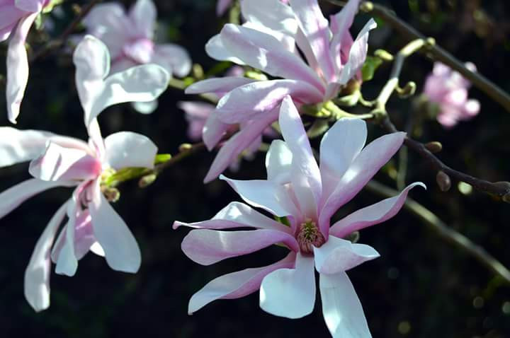 Królowa wiosny  magnolia 