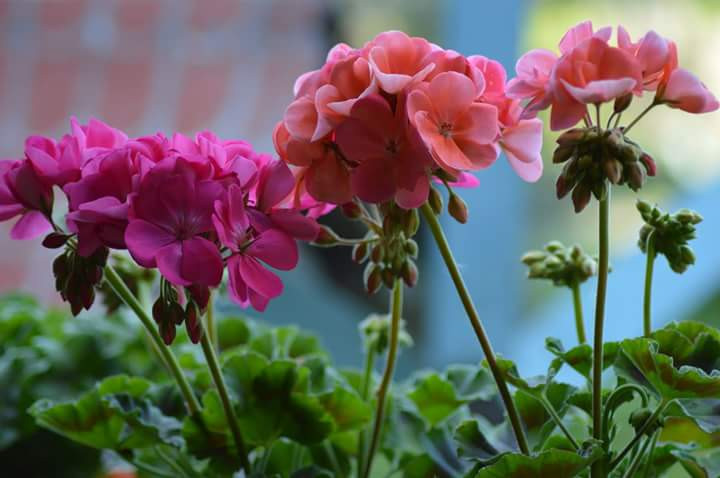 Pelargonie 