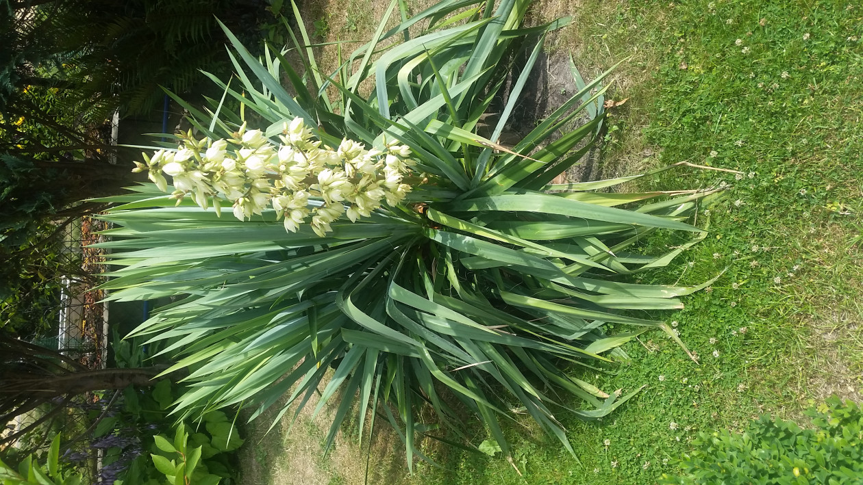 pięknie kwitnąca juka kalifornijska