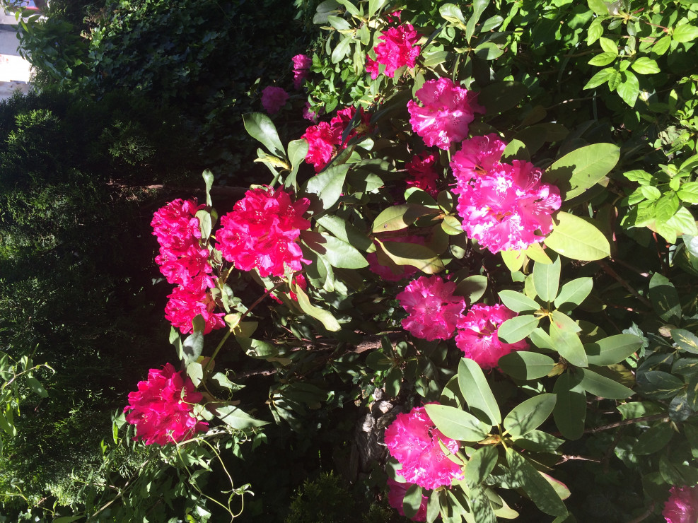Rododendrony królewny wiosny