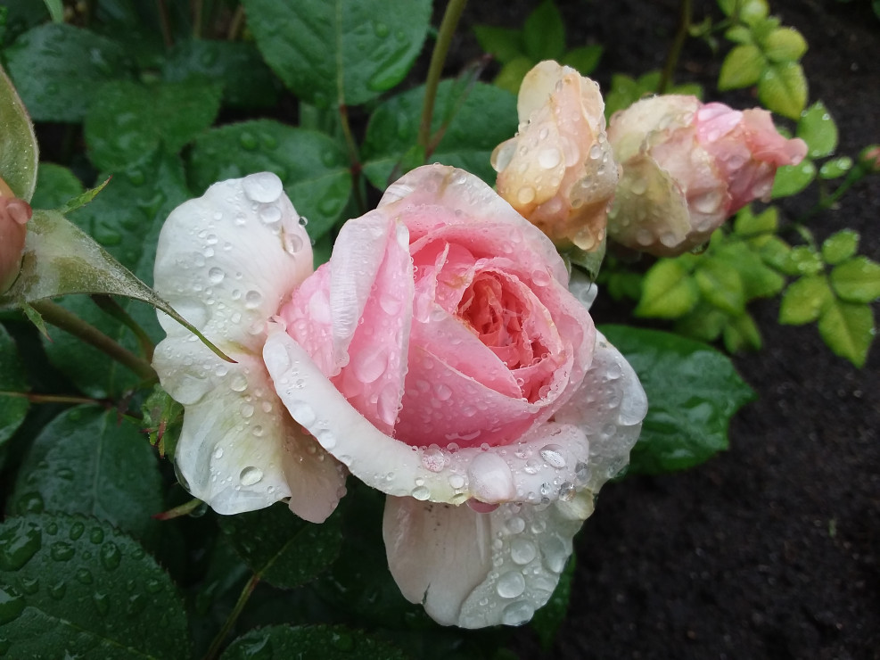 Róża Chipendale po deszczu