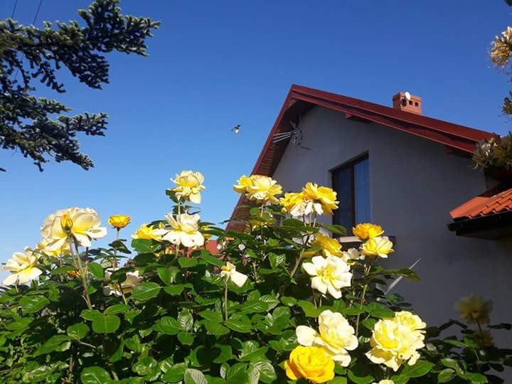 Róża.