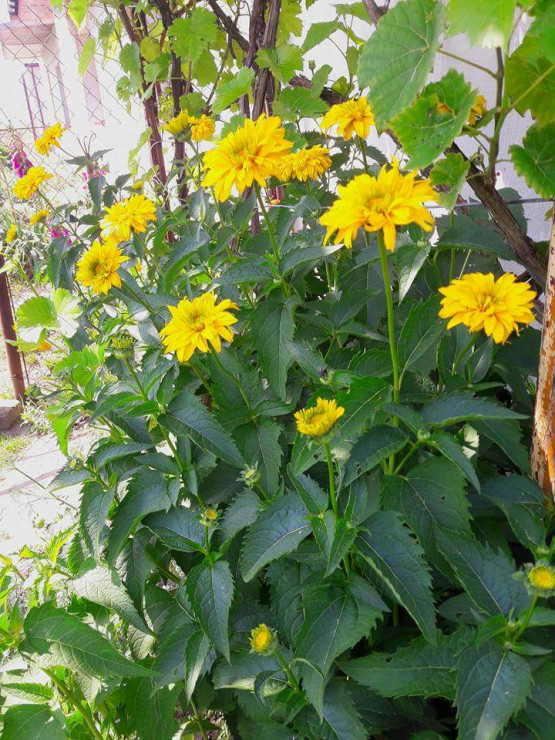 Rudbeka.