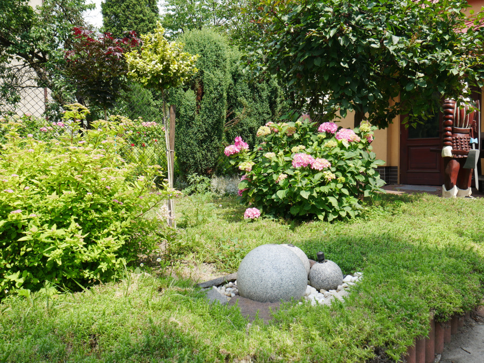 wejście do ogrodu z hortensjami i licznymi krzewami