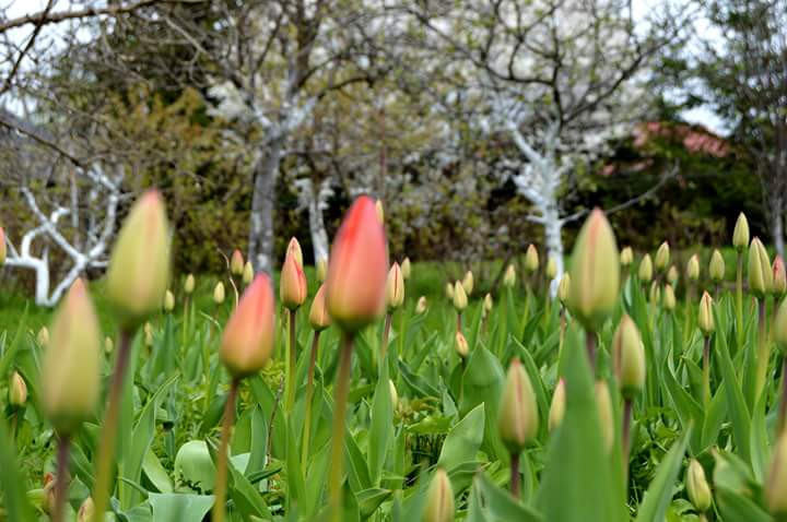 Wiosenne tulipany w sadzie 