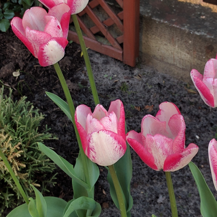 wiosenne tulipany