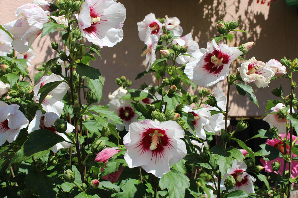 hibiskus o kwiatach białych