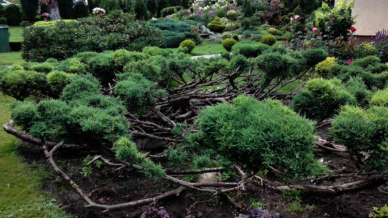 Jałowiec w stylu Bonsai.