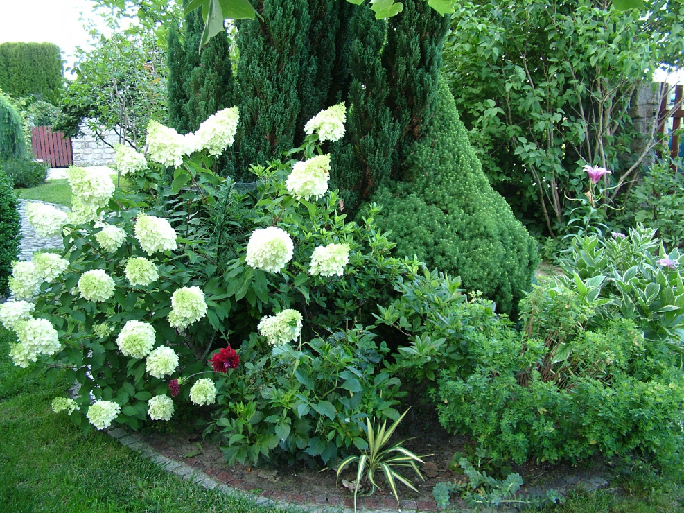 Klomb w kształcie koła z przodu ogrodu z kwitnącą hortensją Polar Bear