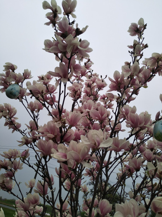Magnolia w rozkwicie...