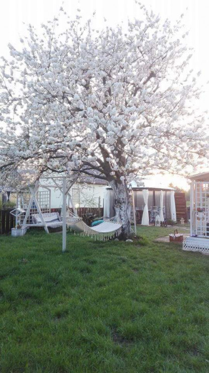 Moja piekna zakwitła