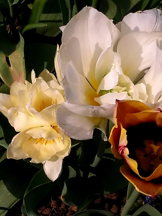 piękne okazy tulipanów