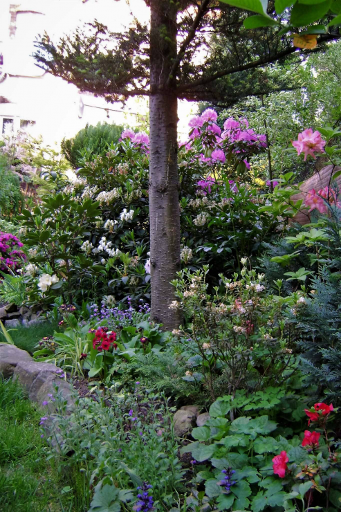 Pierwiosnki, żagwiny, fiołki, dąbrowę i tulipany sadzę wszędzie, pod drzewami, pod iglakami, aby było kolorowo.
