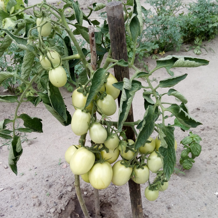 Pomidor "Awizo"