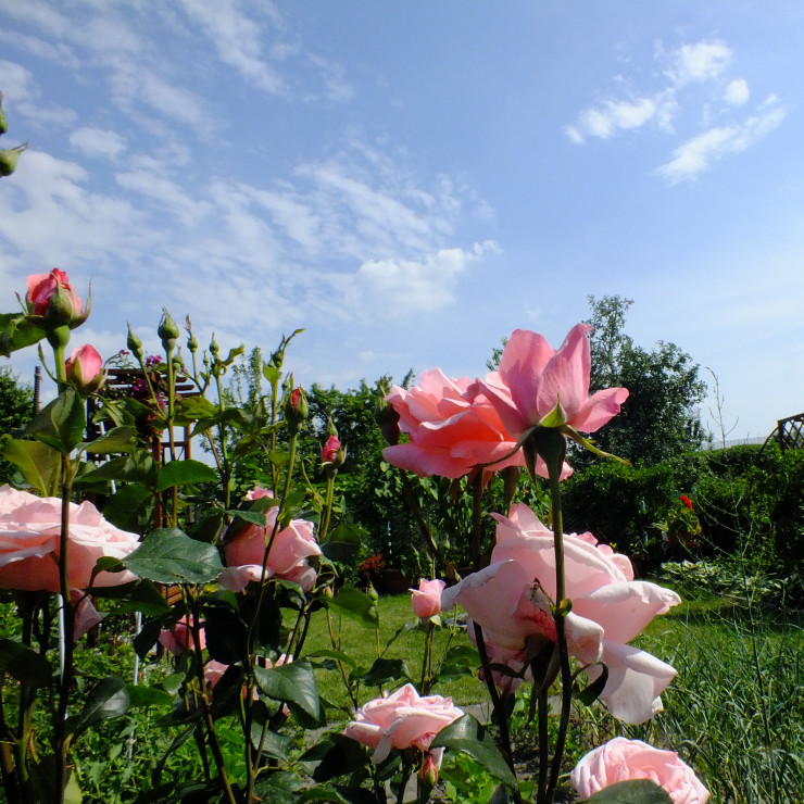 Róże - prawdziwe królowe ogrodów 
