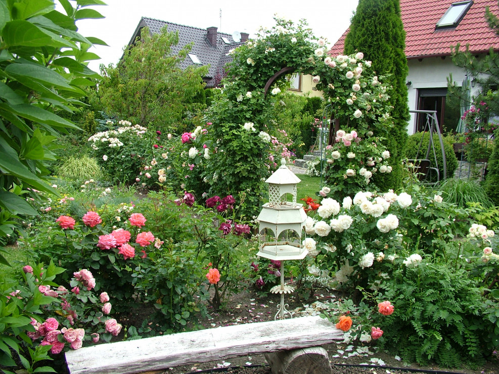 Róże, róże i jeszcze raz róże na pergoli pnąca Eden Rose i Schneewalzer	
