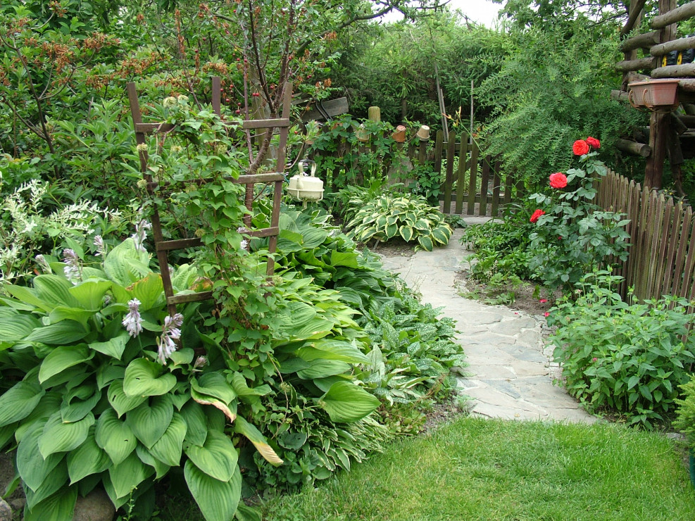 Ścieżka do warzywnika i po lewej cienista rabata z hostami, miodunkami i żurawkami, po prawej kwitnąca róża piano i przygotowująca się do kwitnienia pysznogłówka