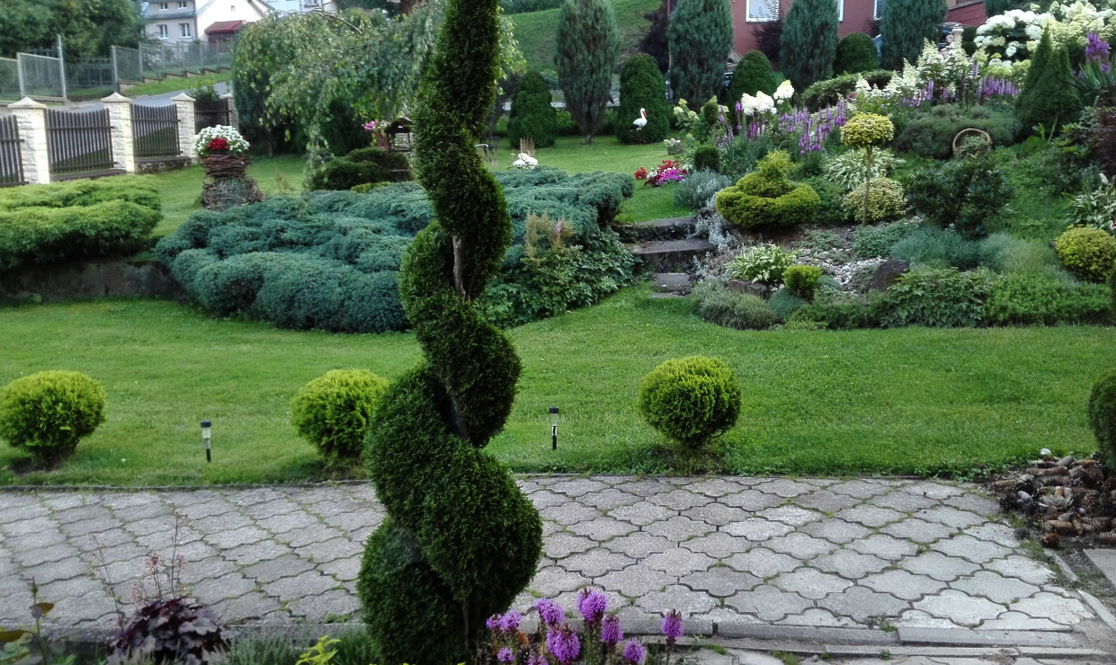 Strażnik ogrodu. Tuja w formie spirali.