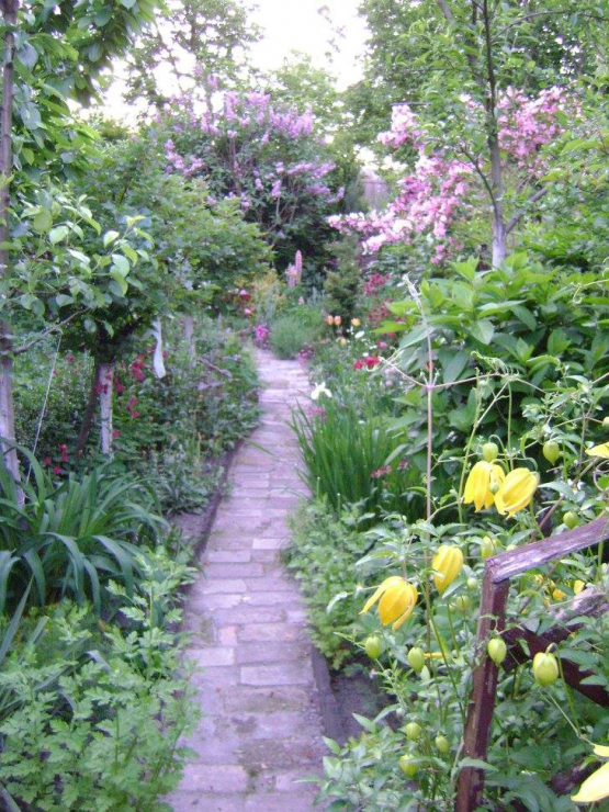 Ta ścieżka prowadzi do bzu,po drodze podziwiamy  powojnik tangucki, tulipany, białe irysy holenderskie i krzewuszkę różową "Styriaca".
