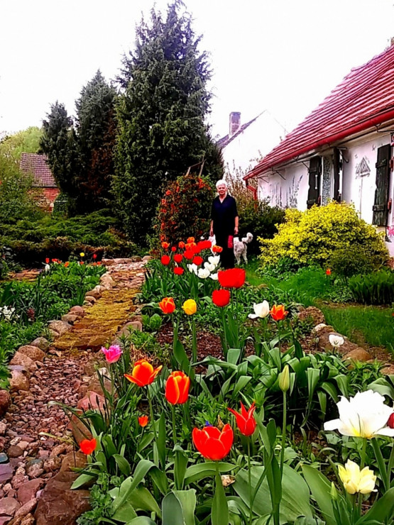 w tulipanach