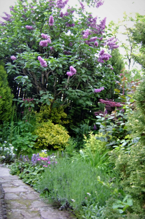 W wiosennym ogrodzie nie powinno zabraknąć bzów, które roztaczają zapach na całą okolicę.