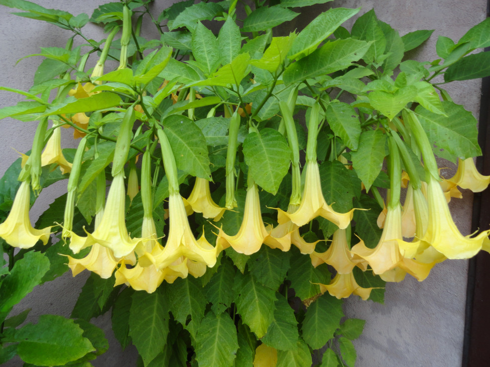 datura