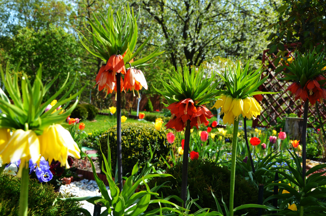 dostojne korony cesarskie zdobią ogród już od wiosny swoimi kolorami