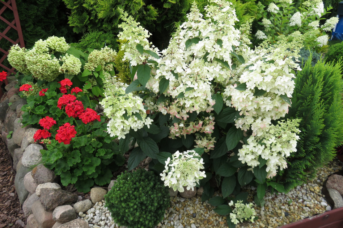 hortensje ogrodowe o białych kwiatach, kwitną niezwykle obficie