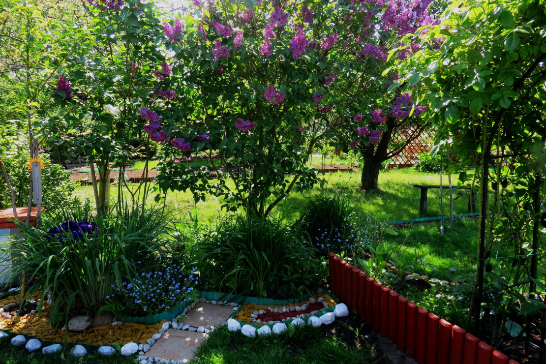 majowy pachnący ogród
