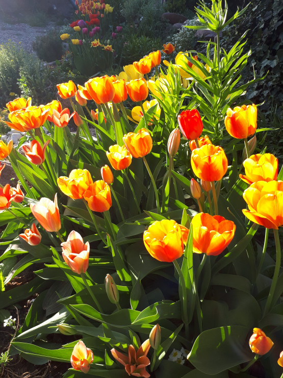 Piękno tulipanów