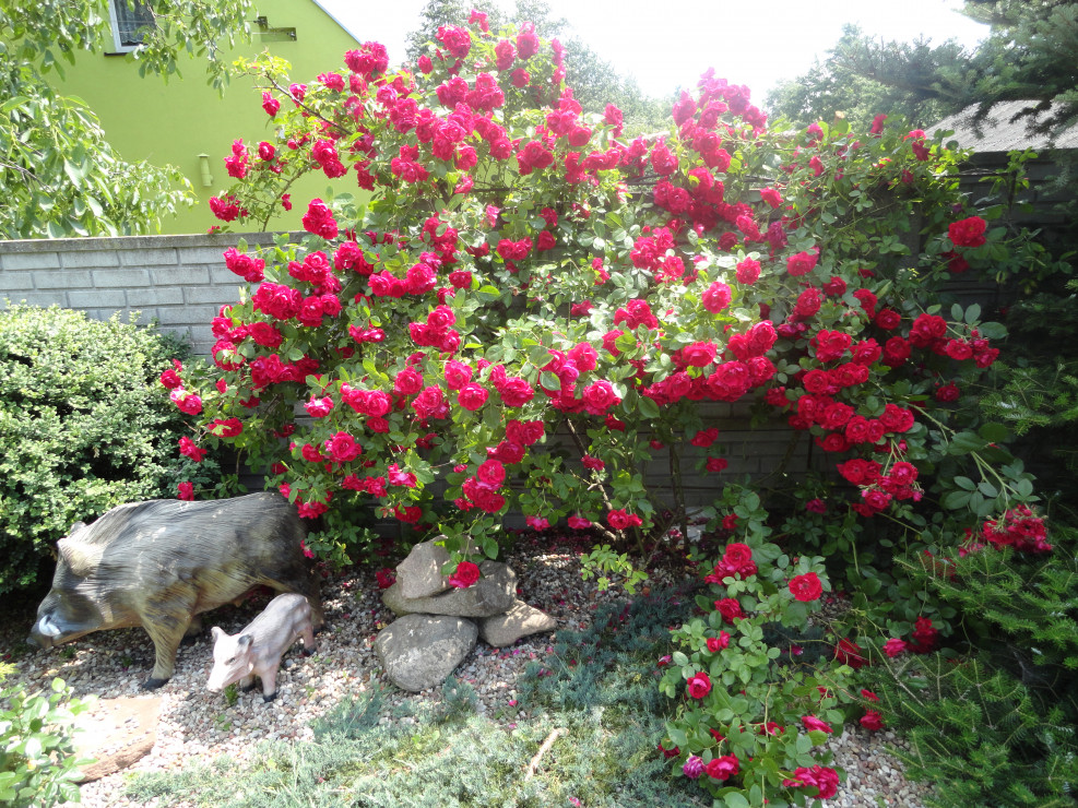 Róża czerwona symbol miłości, królowa kwiatów oraz królowa mojego ogrodu.