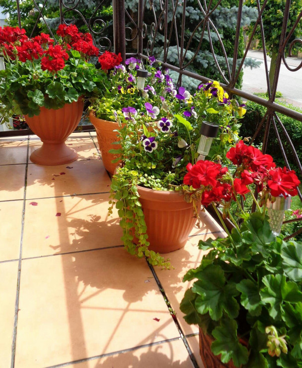 Balkon pelargonie cd.