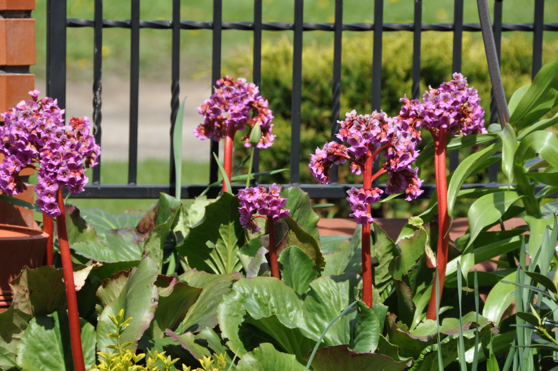 .. bergenia :)