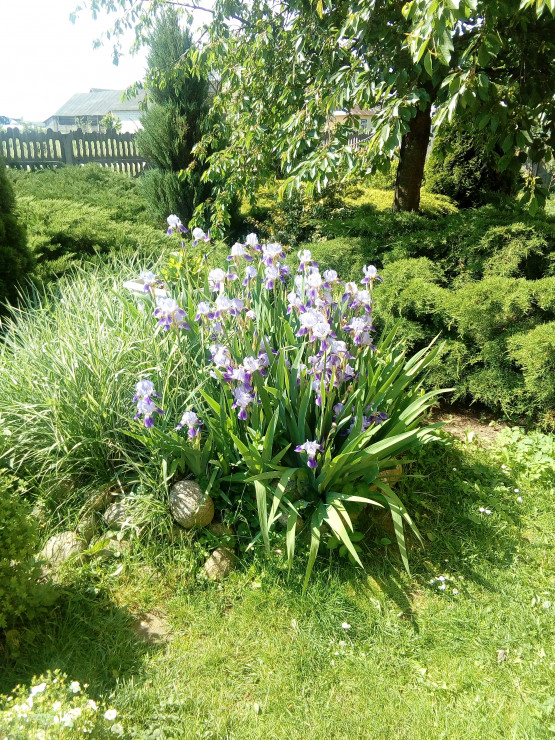Fiolet irysów na zielonym tle ogrodu