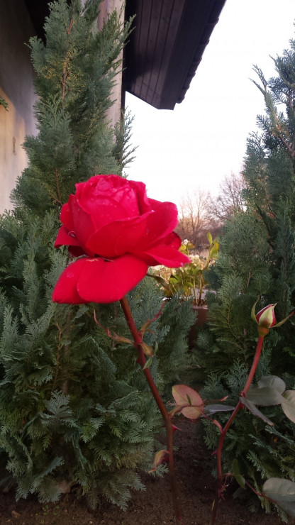 Grudniowa róża