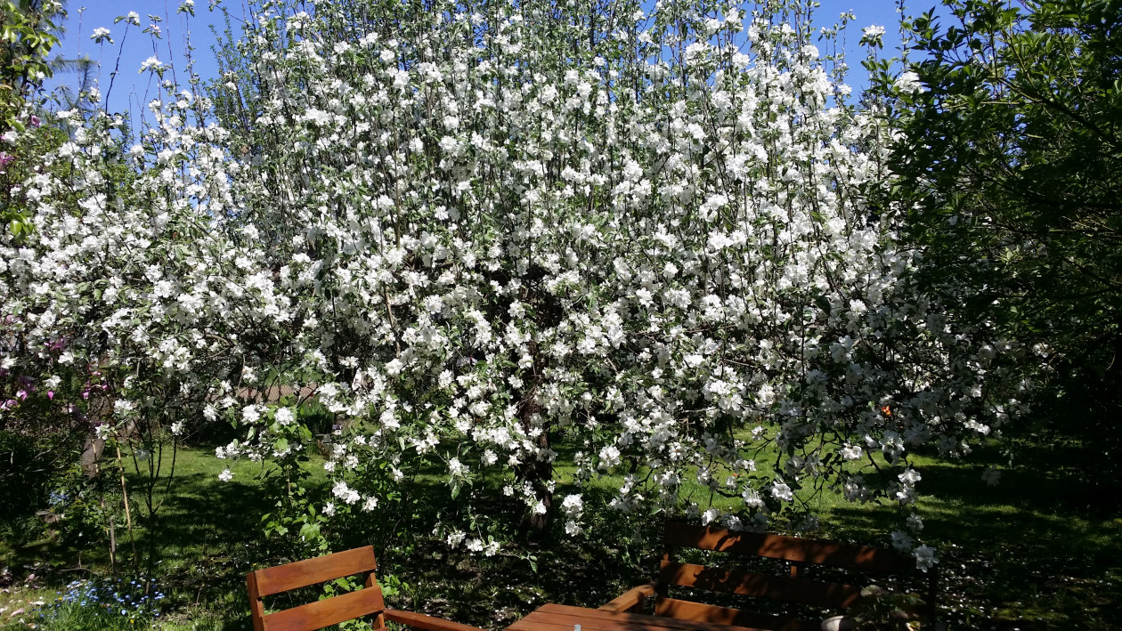 Jabłonka króluje na środku ogrodu. Pod nią toczy się życie towarzyskie. To wspaniała, stara papierówka.