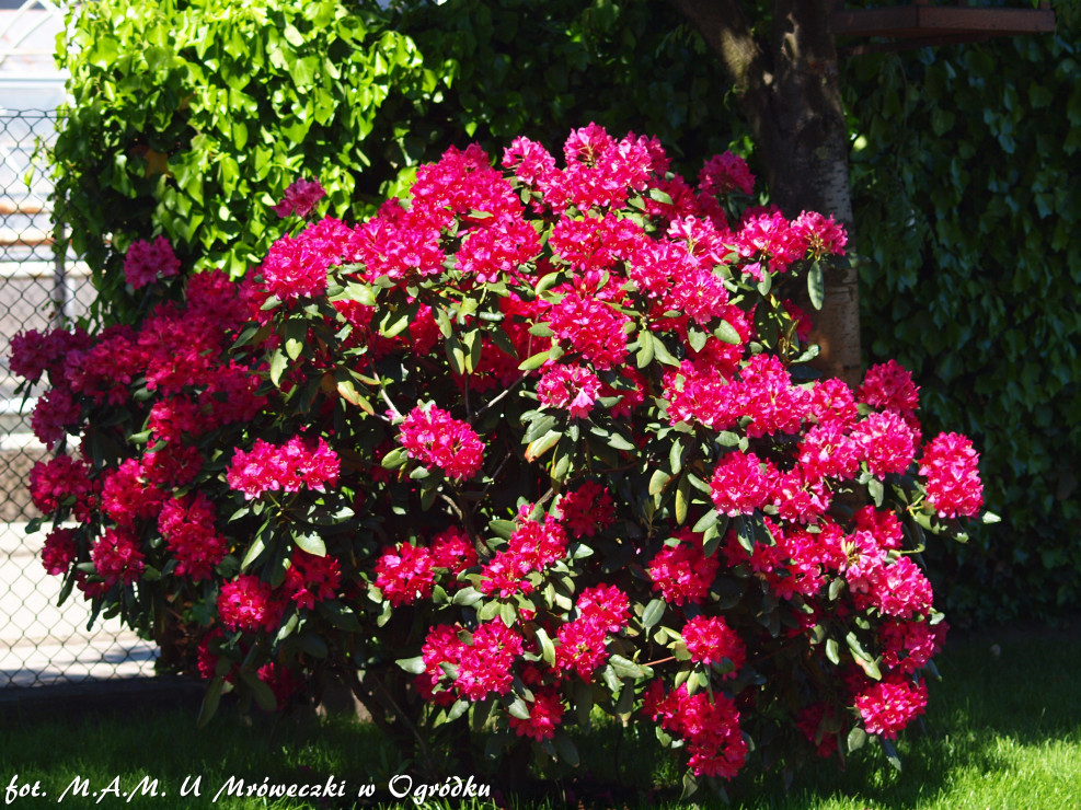 kolejny rododendron