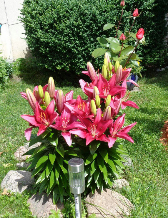 Lilie pięknie zakwitły. 