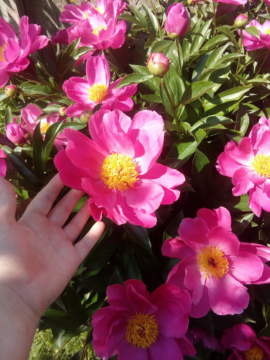 Piwonia, moja ulubienica ogrodu, ma gigantyczne kwiaty